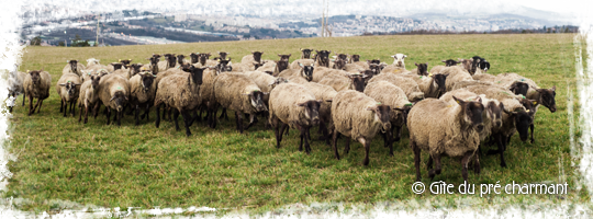 Photo du troupeau de moutons de la ferme